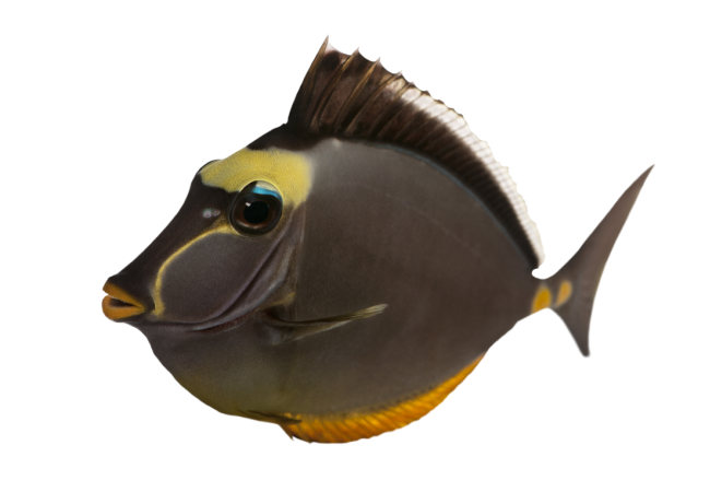 Autocollant Animaux Domestique Poisson 2