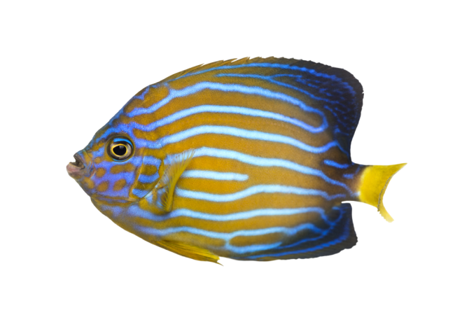 Autocollant Animaux Domestique Poisson 3