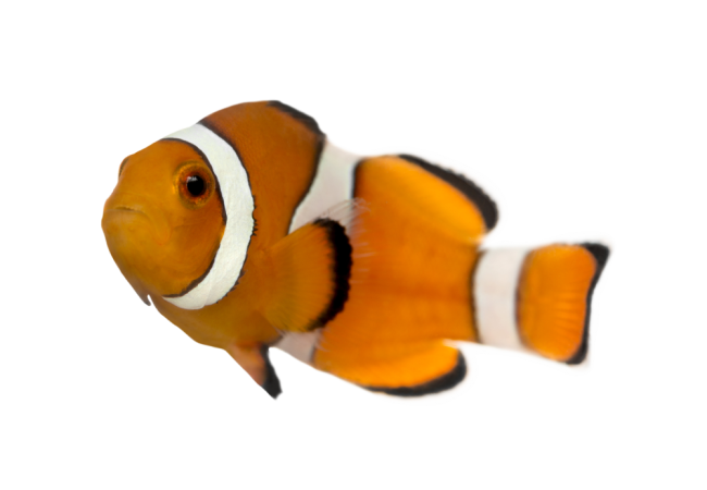 Autocollant Animaux Domestique Poisson 4