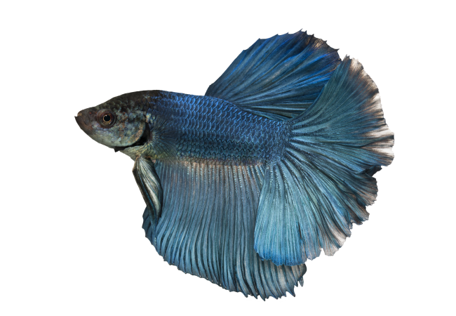 Autocollant Animaux Domestique Poisson 5