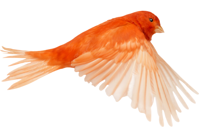 Autocollant Animaux Oiseau 1