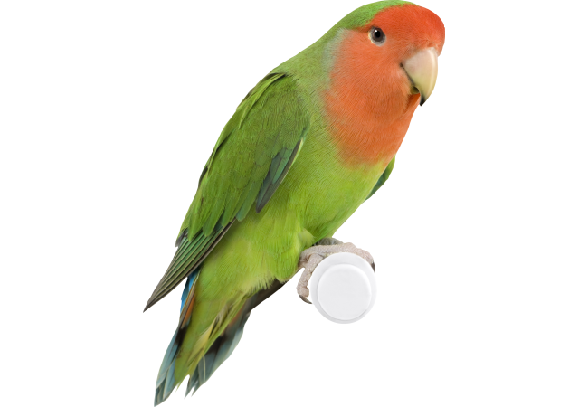 Autocollant Animaux Oiseau 2