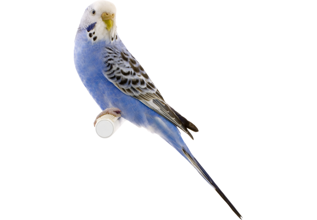 Autocollant Animaux Oiseau 3