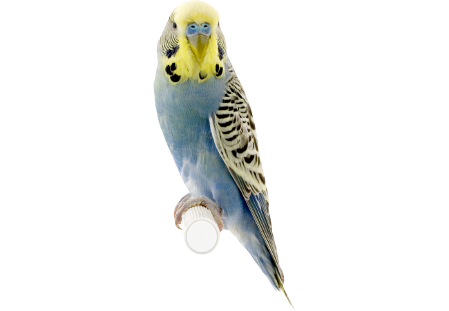 Autocollant Animaux Oiseau 4