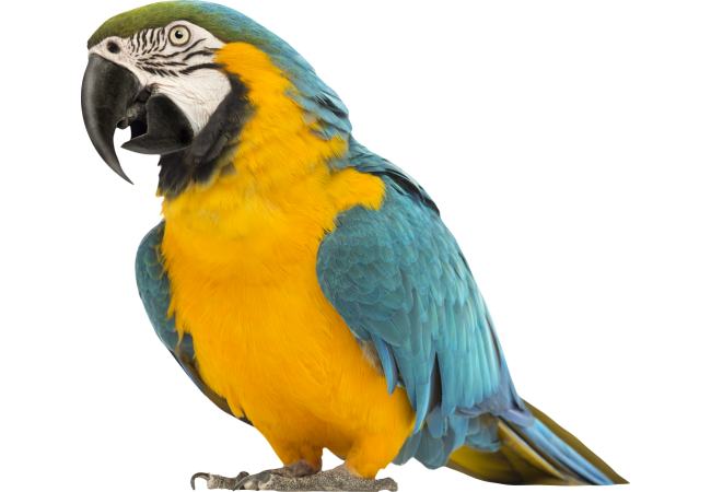 Autocollant Animaux Oiseau Perroquet