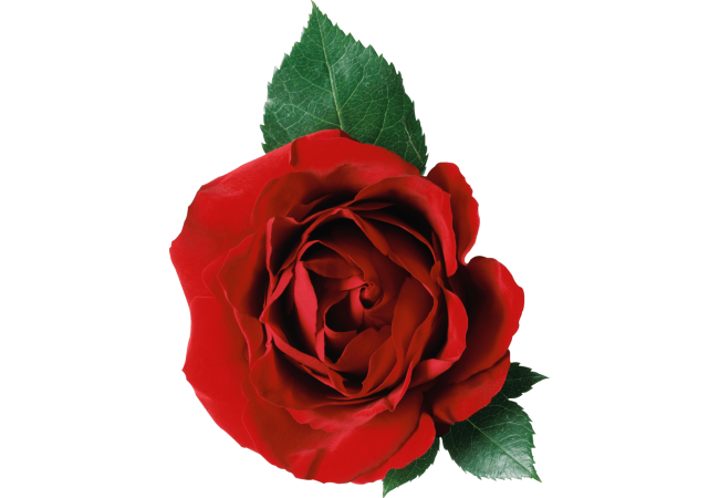 Autocollant Divers Fleur Rose 1