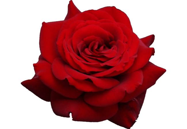 Autocollant Divers Fleur Rose 2