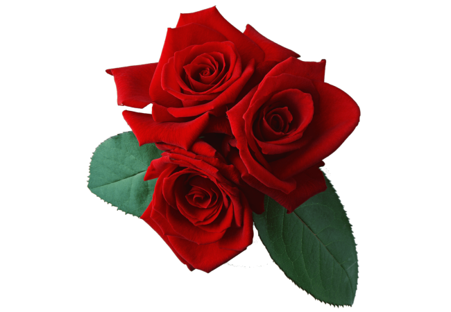 Autocollant Divers Fleur Rose 5