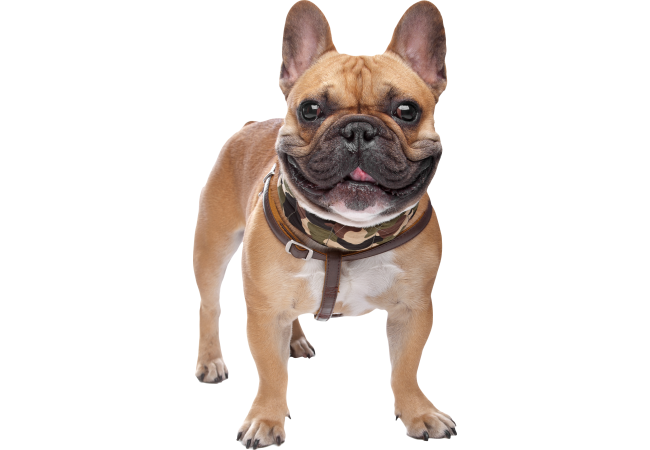 Autocollant Animaux Domestique Chien Bouledogue 1 1