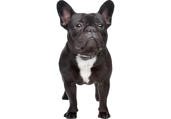 Autocollant Animaux Domestique Chien Bouledogue 2 1