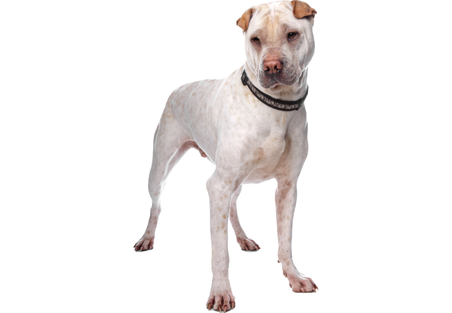 Autocollant Animaux Domestique Chien Cordou