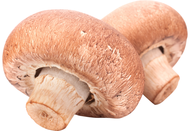 Autocollant Alimentation Champignons