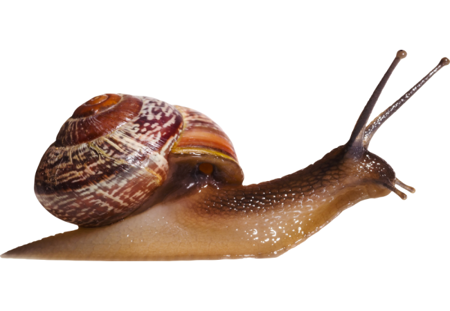 Autocollant Animaux Escargot