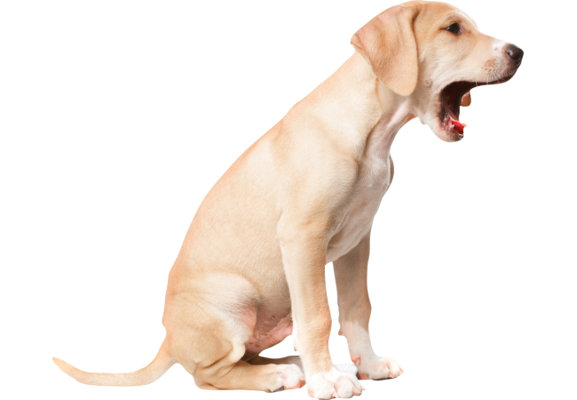Autocollant Animaux Chien Baille