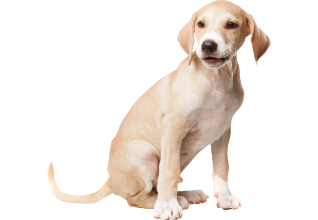 Autocollant Animaux Chien Poil Ras
