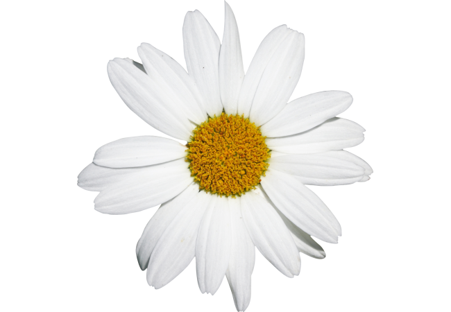 Autocollant Divers Fleur Marguerite