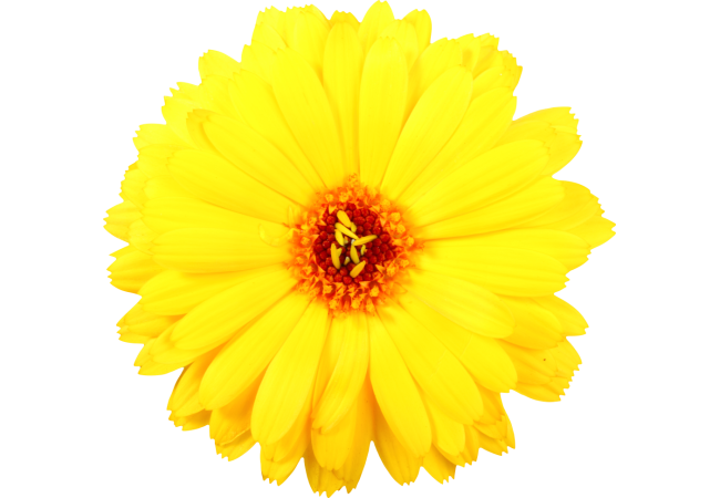 Autocollant Divers Fleur Jaune