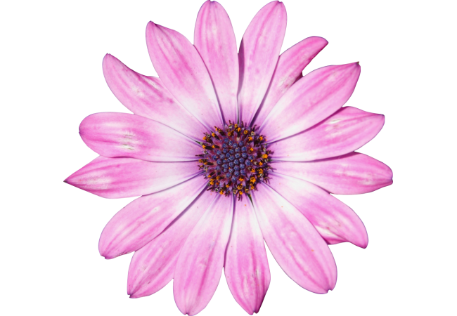 Autocollant Divers Fleur Rose