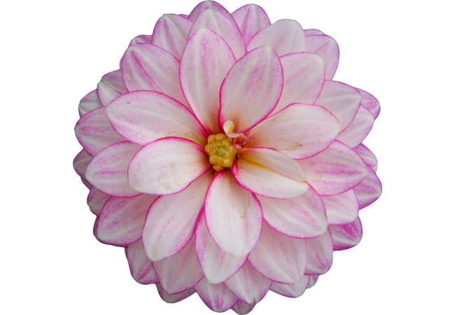 Autocollant Divers Fleur Orchidée