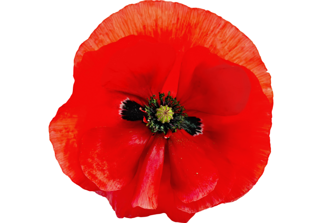 Autocollant Divers Fleur Coquelicot
