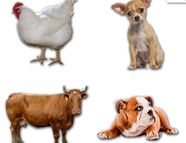 Stickers MPA Pro